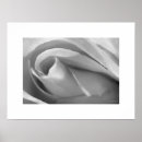 Search for black white silver posters Rose