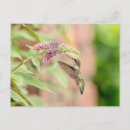 Search for hummer postcards Wildlife