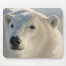 Search for churchill electronics Animal