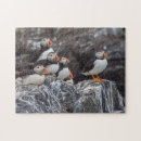 Search for puffin puzzles Ocean