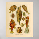 Search for boxfish Ocean