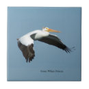 Search for pelican tiles Animal