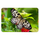 Search for butterfly on black magnets Insect