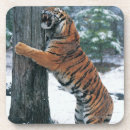 Search for siberian coasters Nature