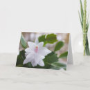 Search for cactus christmas cards Schlumbergera