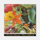 Search for monarch magnets Butterfly