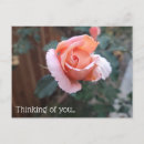 Search for thinking horizontal postcards Rose