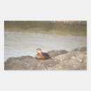 Search for mallard ducks stickers Photography