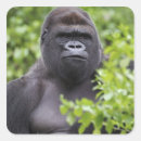 Search for silverback stickers Lowland