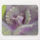Search for producers mouse mats Plant