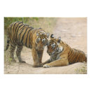 Search for animal tracks posters National park