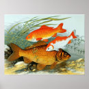 Search for goldfish posters Golden