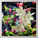 Search for crabapples art Botanical