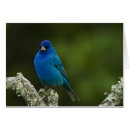 Search for neotropical Blue