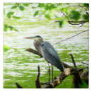 Search for blue heron tiles Wildlife