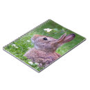 Search for easter bunny photography Animals