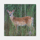 Search for odocoileus magnets White tailed deer