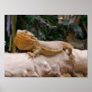 Search for beard posters Bearded dragon