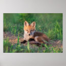 Search for fox pups posters Animals in the wild