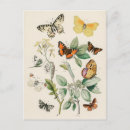 Search for antique butterfly illustration postcards Botanical