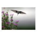Search for tiny birds posters Nature