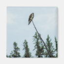 Search for osprey magnets Nature