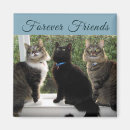 Search for window magnets Black cat