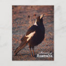 Search for native australian postcards Bird