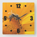 Search for honey bee clocks Insect
