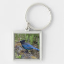 Search for jays key rings Nature