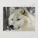 Search for wolf eyes postcards Blue