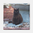 Search for pretty kitty magnets Cat