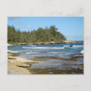 Search for hawaii turtle postcards Photography