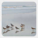 Search for beach bird stickers Wildlife