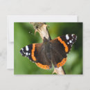 Search for admiration horizontal postcards Red admiral