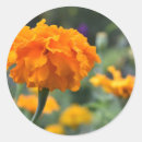 Search for marigold stickers Nature