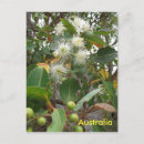 Search for australian flower postcards Flowers