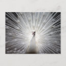 Search for wall art postcards Nature