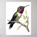 Search for anna posters Anna's hummingbird