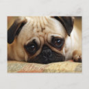 Search for pug puppies postcards Cute