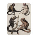 Search for vittorio magnets 19th