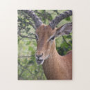 Search for african safari puzzles Antelope