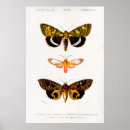 Search for vintage moth illustration posters Moths