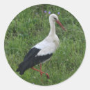 Search for migratory stickers Bird