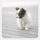 Search for papillon stickers Animal