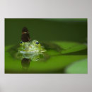 Search for frog posters Toad