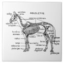Search for anatomy tiles Bones