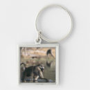 Search for baboon key rings Outdoors