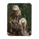 Search for white wolf magnets Snow