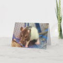 Search for rat cards Lab